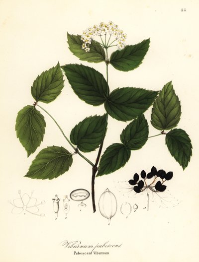 Viburno pubescente, Viburnum pubescens da Endicott Endicott