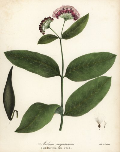 Asclepiade purpurea, Asclepias purpurascens da Endicott Endicott