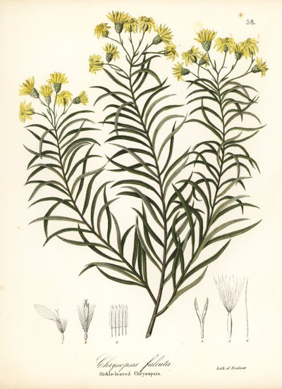 Pityopsis falcata da Endicott Endicott