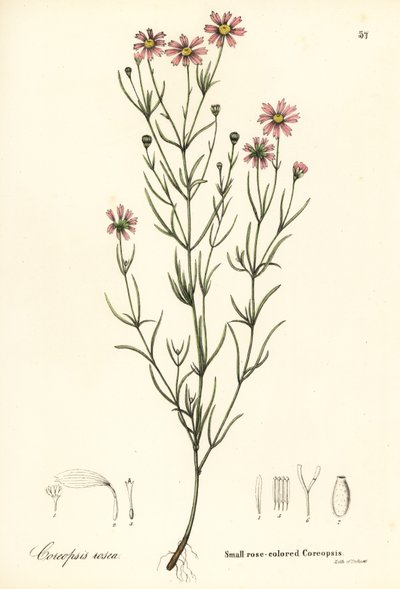 Coreopsis rosa piccolo da Endicott Endicott