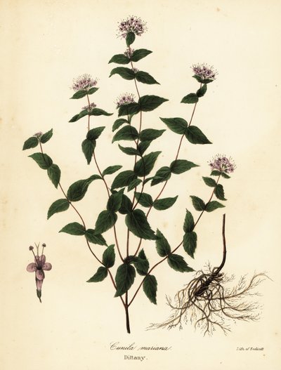 Cunila origanoides da Endicott Endicott