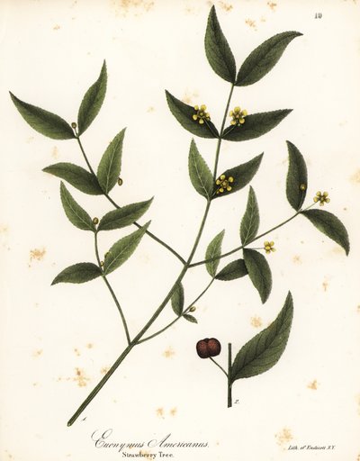 Albero di fragole, Euonymus americanus da Endicott Endicott