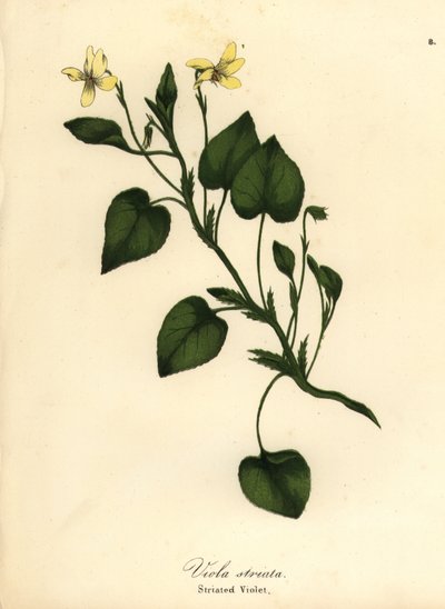 Viola striata da Endicott Endicott