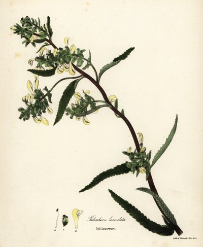 Pedicularis lanceolata da Endicott Endicott