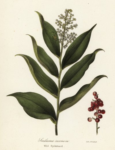 Treacleberry, Maianthemum racemosum da Endicott Endicott
