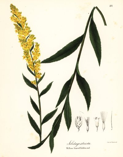 Solidago stricta da Endicott Endicott