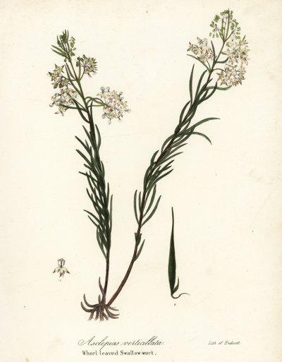 Asclepias verticillata da Endicott Endicott