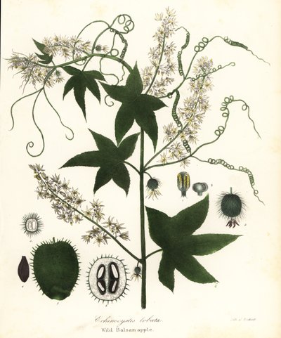 Cetriolo selvatico, cetriolo spinoso, cetriolo rampicante o mela balsamica selvatica, Echinocystis lobata da Endicott Endicott