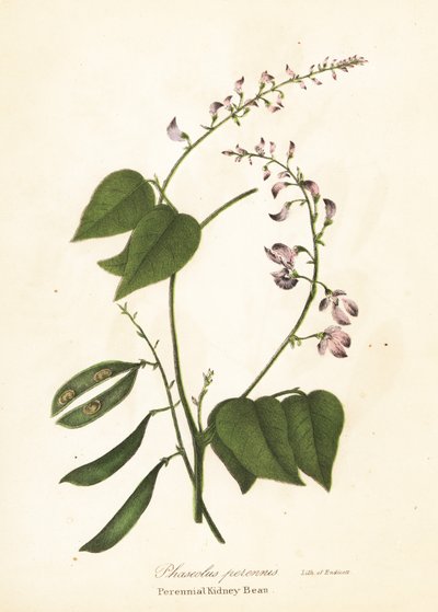 Fagiolo selvatico, Phaseolus polystachios da Endicott Endicott