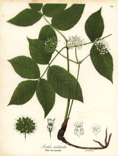 Salsapariglia selvatica, Aralia nudicaulis da Endicott Endicott