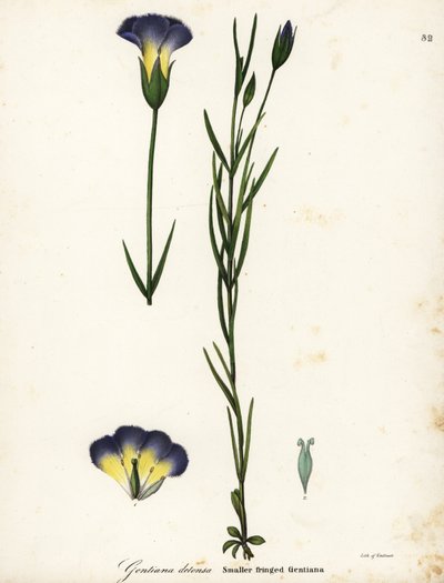 Genziana frangiata del mulino a vento, Gentianopsis detonsa da Endicott Endicott