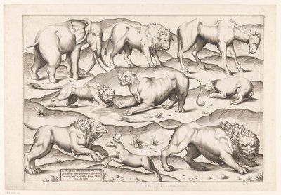 Nove animali selvatici da Enea Vico (attributed to)