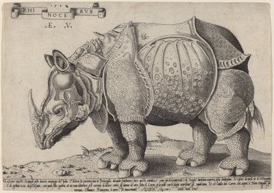 Rinoceronte da Enea Vico after Albrecht Dürer