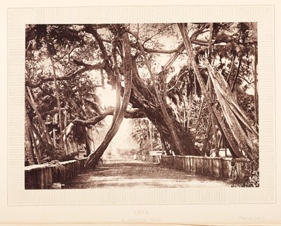 Un albero di banyan, Giava da English Photographer
