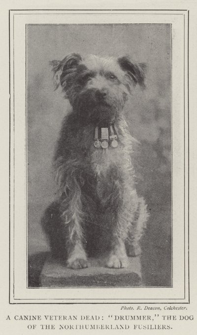 Un veterano canino morto, Drummer, il cane dei Northumberland Fusiliers da English Photographer