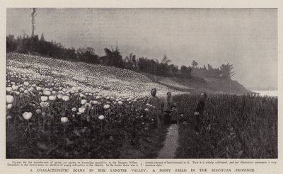 Una scena caratteristica nella valle dello Yangtse, un campo di papaveri nella provincia di Szechuan da English Photographer