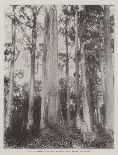 Un albero gigante di Karri nella foresta di Denmark Hills, Australia occidentale da English Photographer