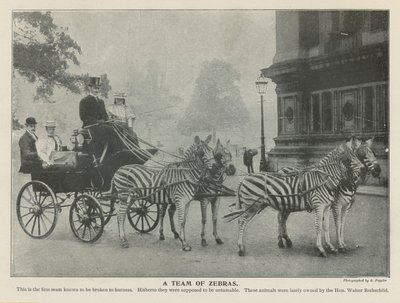 Un gruppo di zebre da English Photographer