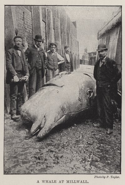 Una Balena a Millwall da English Photographer