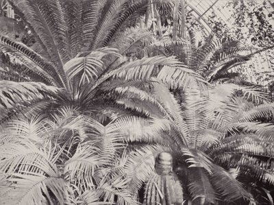 Un gruppo di cicadi nella Palm House a Kew da English Photographer