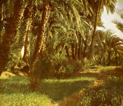 Un boschetto di palme sull