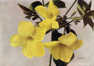 Allamanda Schottii Hendersonii (foto a colori) da English Photographer