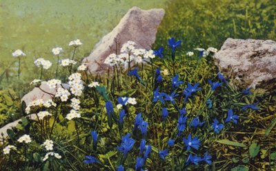 Fiori alpini: Androsace Chamaejasme e Gentiana Pumila da English Photographer