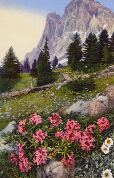 Fiori alpini: Daphne Striata con Dryas Octopetala (a destra) da English Photographer