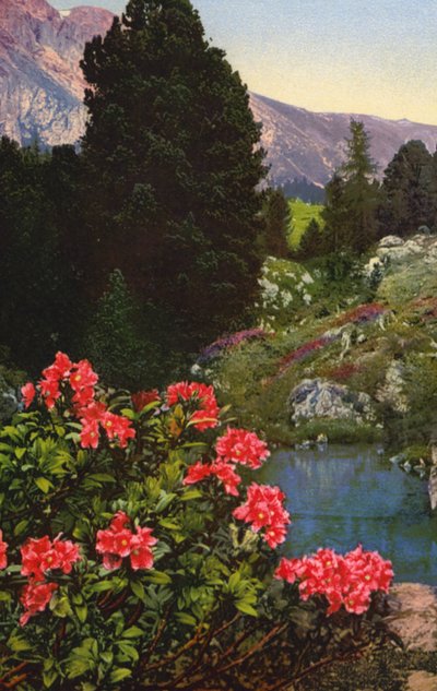 Fiori alpini: Rhododendron Ferrugineum da English Photographer
