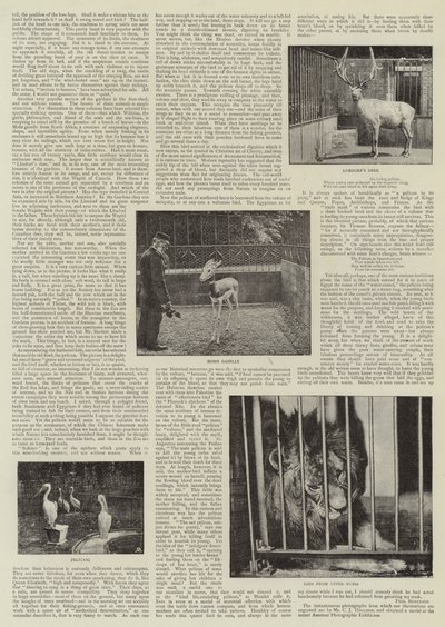 Un fotografo dilettante allo zoo da English Photographer