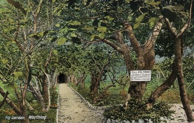Antichi giardini di fichi a Tarring, Worthing, Sussex, che affermano di avere il più antico albero di fico in Inghilterra, piantato da Thomas Becket (foto) da English Photographer