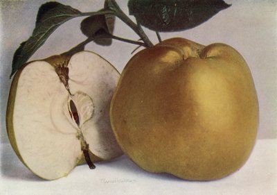Apple, Lord Derby (foto a colori) da English Photographer