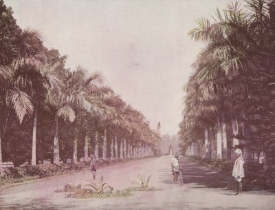 Viale delle Palme, Giardini Botanici, Calcutta da English Photographer