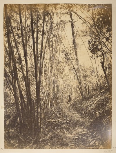 Foresta di bambù sul Teesta. Vedute di Darjeeling. Anni 1870 da English Photographer