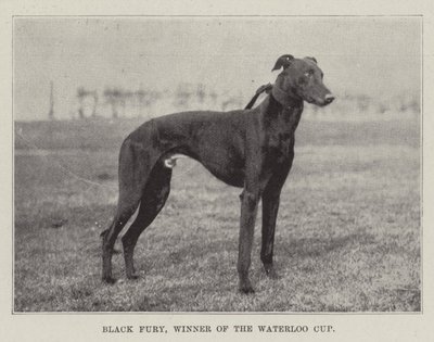 Black Fury, vincitore della Waterloo Cup da English Photographer