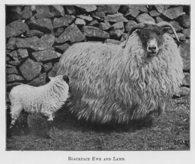 Pecora Blackface e agnello da English Photographer