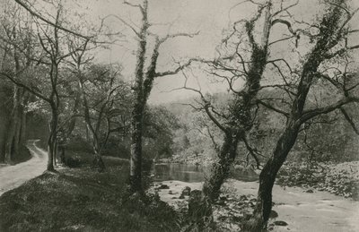Boschi di Bolton da English Photographer