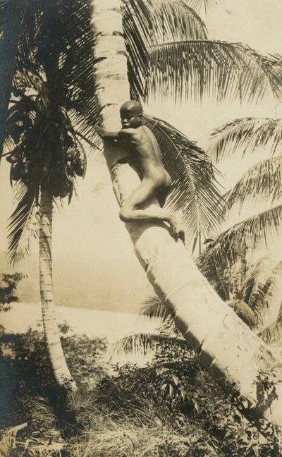 Ragazzo che si arrampica su un albero, Constant Bay, Giamaica da English Photographer