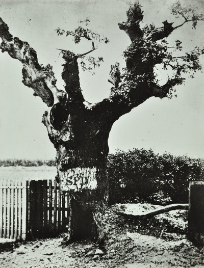 Brockley Lane: Old Oak, Londra, 1890 da English Photographer