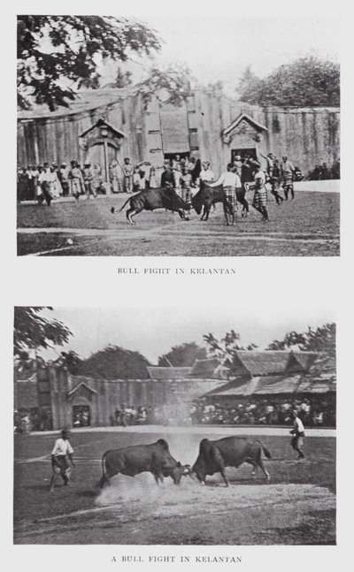 Combattimento di tori a Kelantan da English Photographer