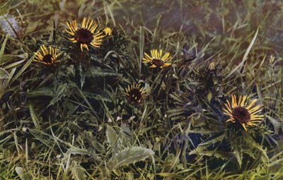 Carlina (foto) da English Photographer