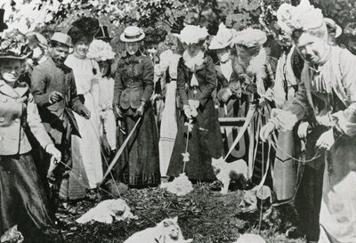 Mostra felina ai Royal Botanic Gardens, Westminster, nel 1900 da English Photographer