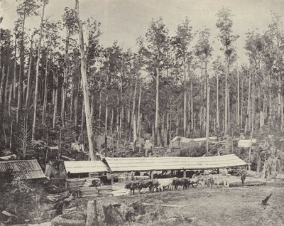 Segheria di Childers, Gippsland da English Photographer
