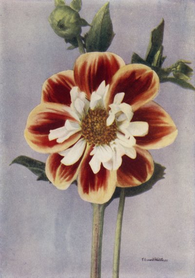 Dalia Collerette, Gallia (foto a colori) da English Photographer