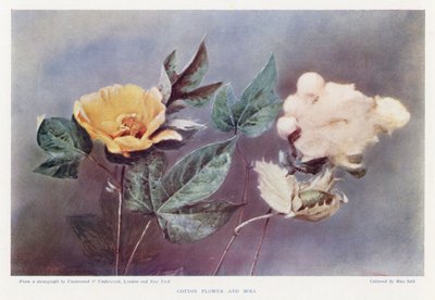 Fiore di cotone e capsula da English Photographer