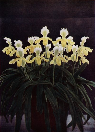 Cypripedium Insigne Sanderae (foto a colori) da English Photographer