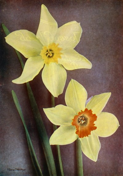 Narciso (foto a colori) da English Photographer