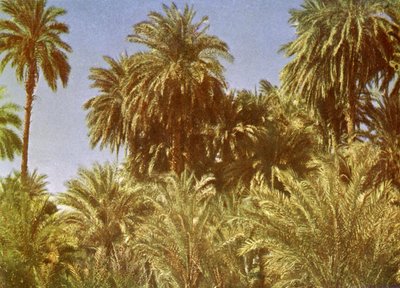 Palme da dattero sull