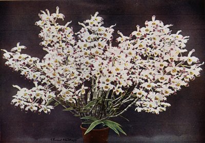Dendrobium Wardianum (foto a colori) da English Photographer