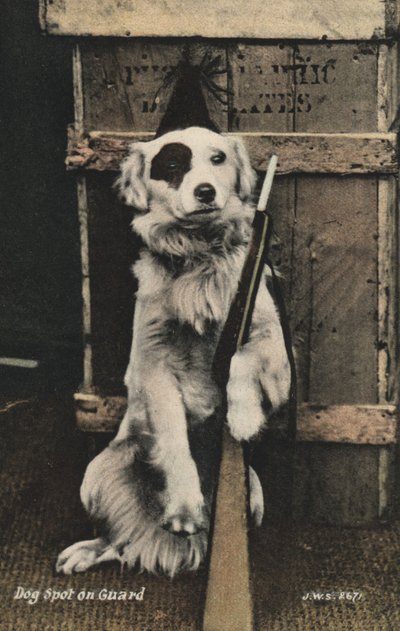 Cane con un fucile da English Photographer